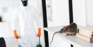 شركة مكافحة الفئران بالمدينة المنورة,مكافحة الفئران بالمدينة المنورة,شركة تنظيف فئران,شركة مكافحة فئران بالمدينة المنورة,مكافحات فئران,مكافحة فئران المجاري
